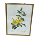 Botanical illustration PJ Redouté