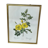 Botanical illustration PJ Redouté