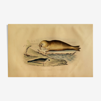 Original zoological plank "Common Seal - Morse" Buffon 1838