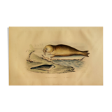 Original zoological plank "Common Seal - Morse" Buffon 1838