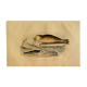 Planche zoologique originale " Phoque Commun & Morse " Buffon 1838