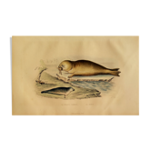 Planche zoologique originale " Phoque Commun & Morse " Buffon 1838