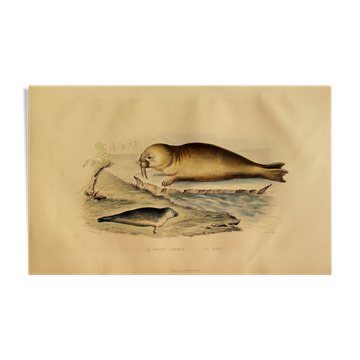 Original zoological plank "Common Seal - Morse" Buffon 1838