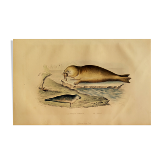 Planche zoologique originale " Phoque Commun & Morse " Buffon 1838