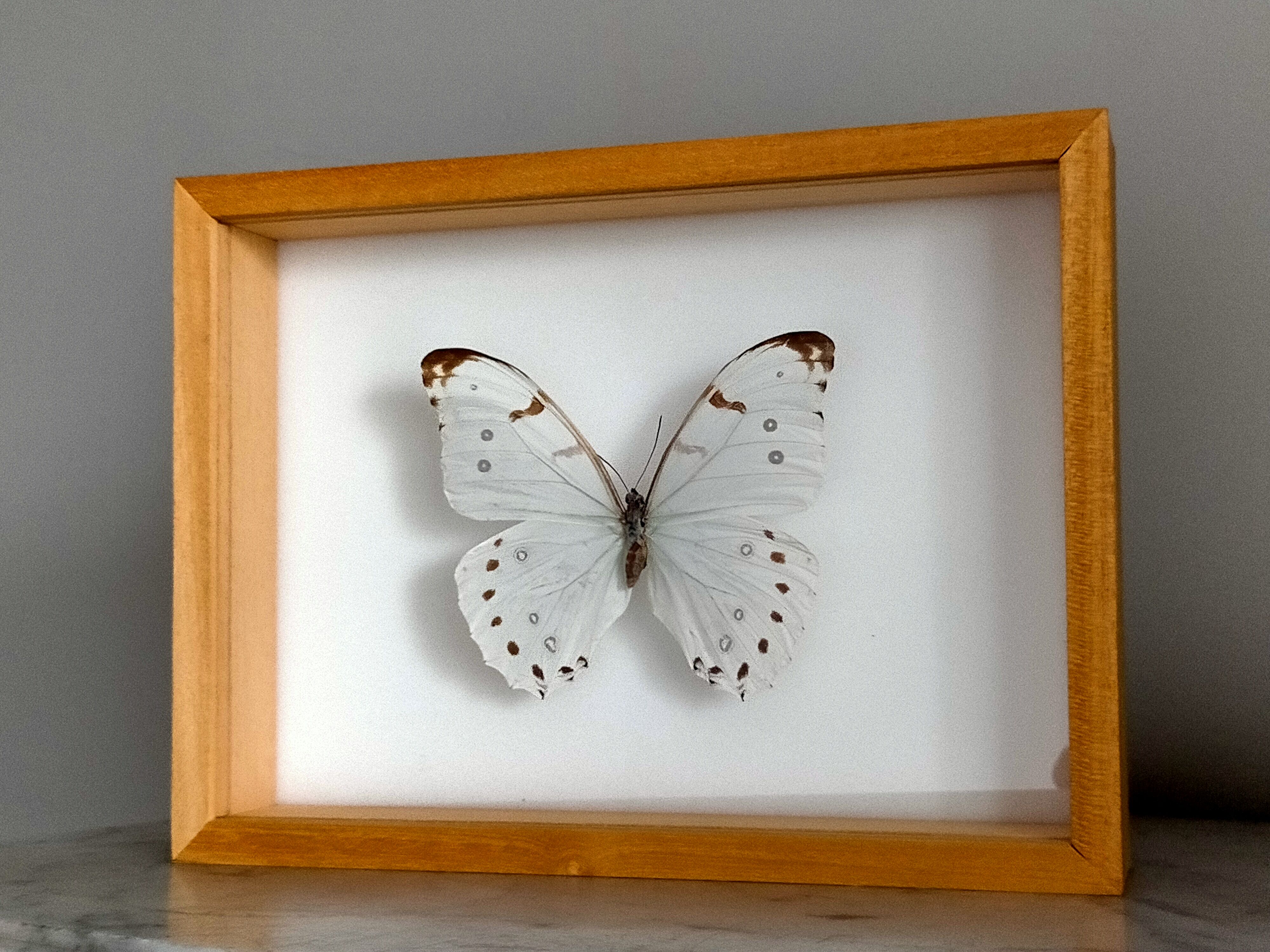 Framed Butterfly
