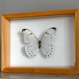 Framed Butterfly