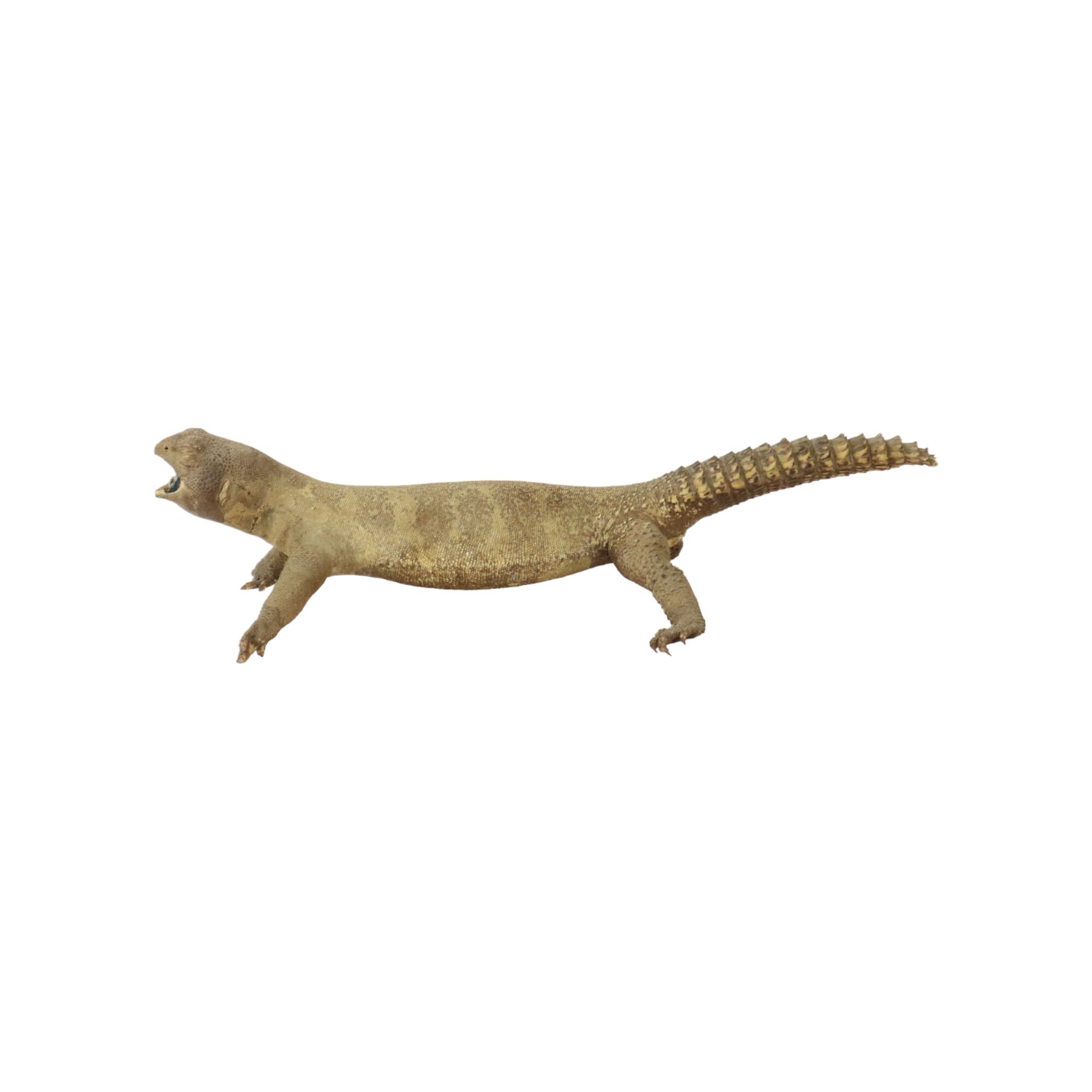 Big Stuffed Spiny-Tailed Dragon Lizard Taxidermy Africa Middle East Agamidae