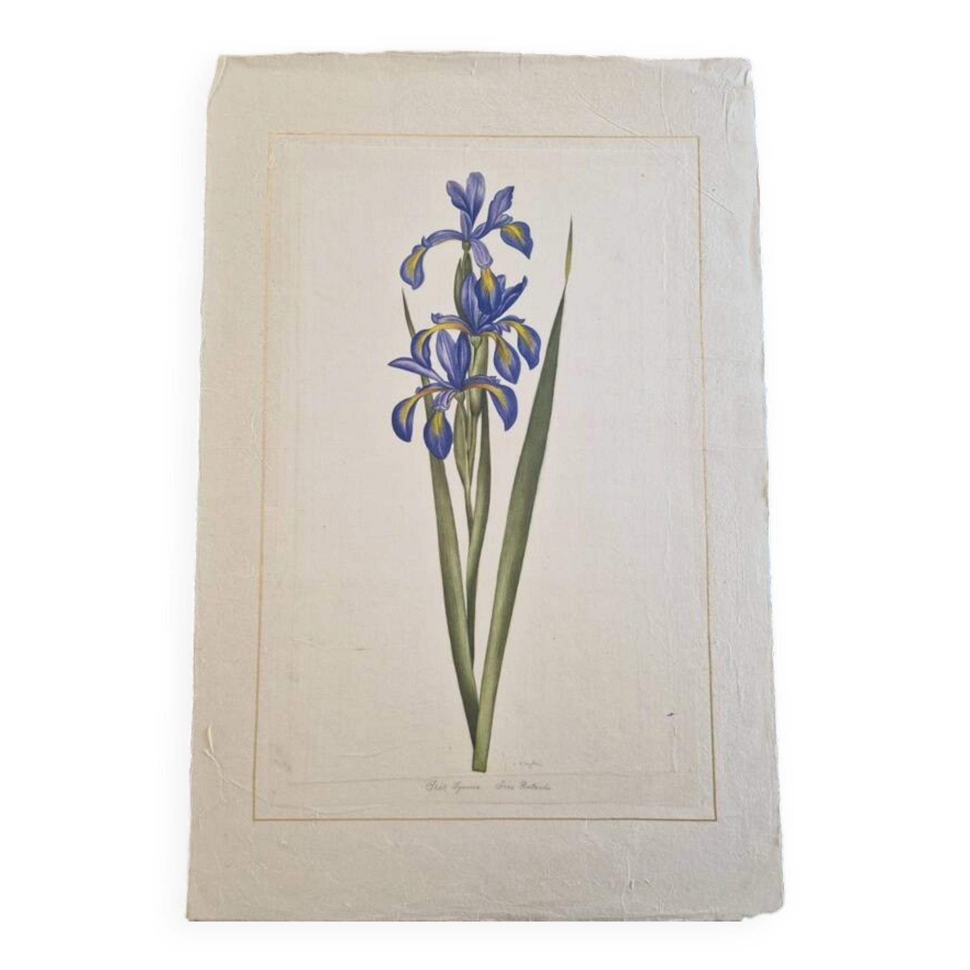 La Roche Laffitte (Born in 1943) - Watercolour drawing on silk - Iris