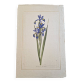 Dessin à l'aquarelle sur soie - Iris - La Roche Laffitte (Né en 1943)