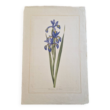 La Roche Laffitte (Born in 1943) - Watercolour drawing on silk - Iris