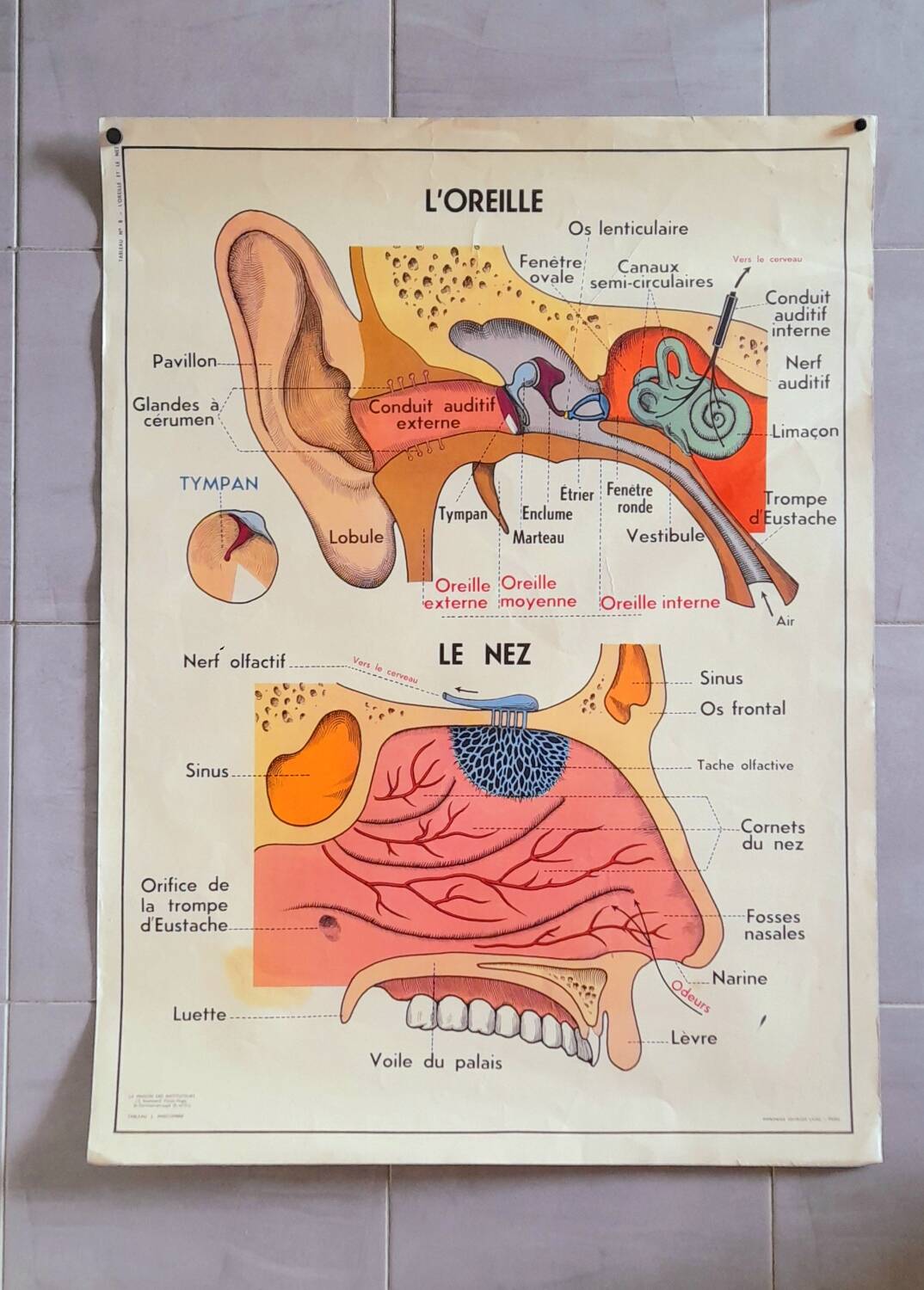 School poster the eye, the ear, the nose.