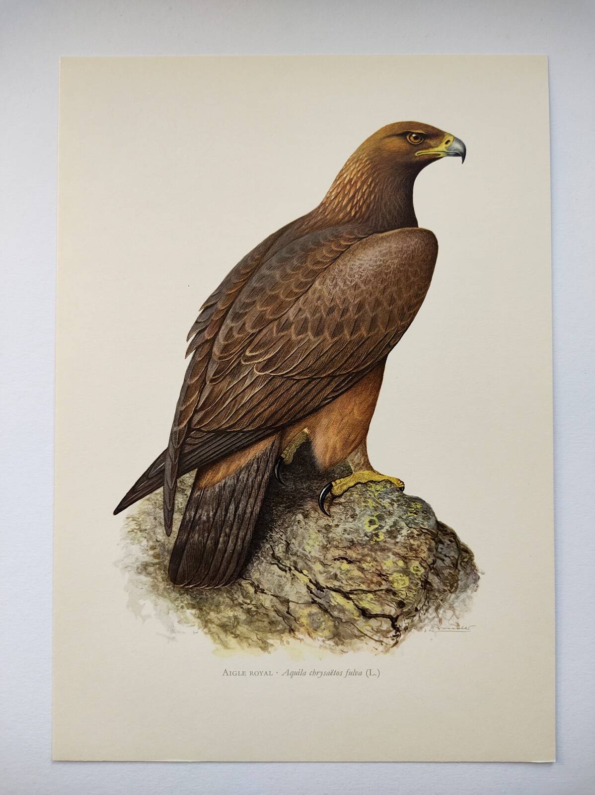 Bird illustration from the 60s - Golden Eagle - Vintage zoological and ornithological board