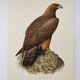 Illustration oiseau années 60 - Aigle Royal - Planche zoologique et ornithologique vintage