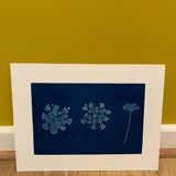 Cyanotype fleurs de carottes