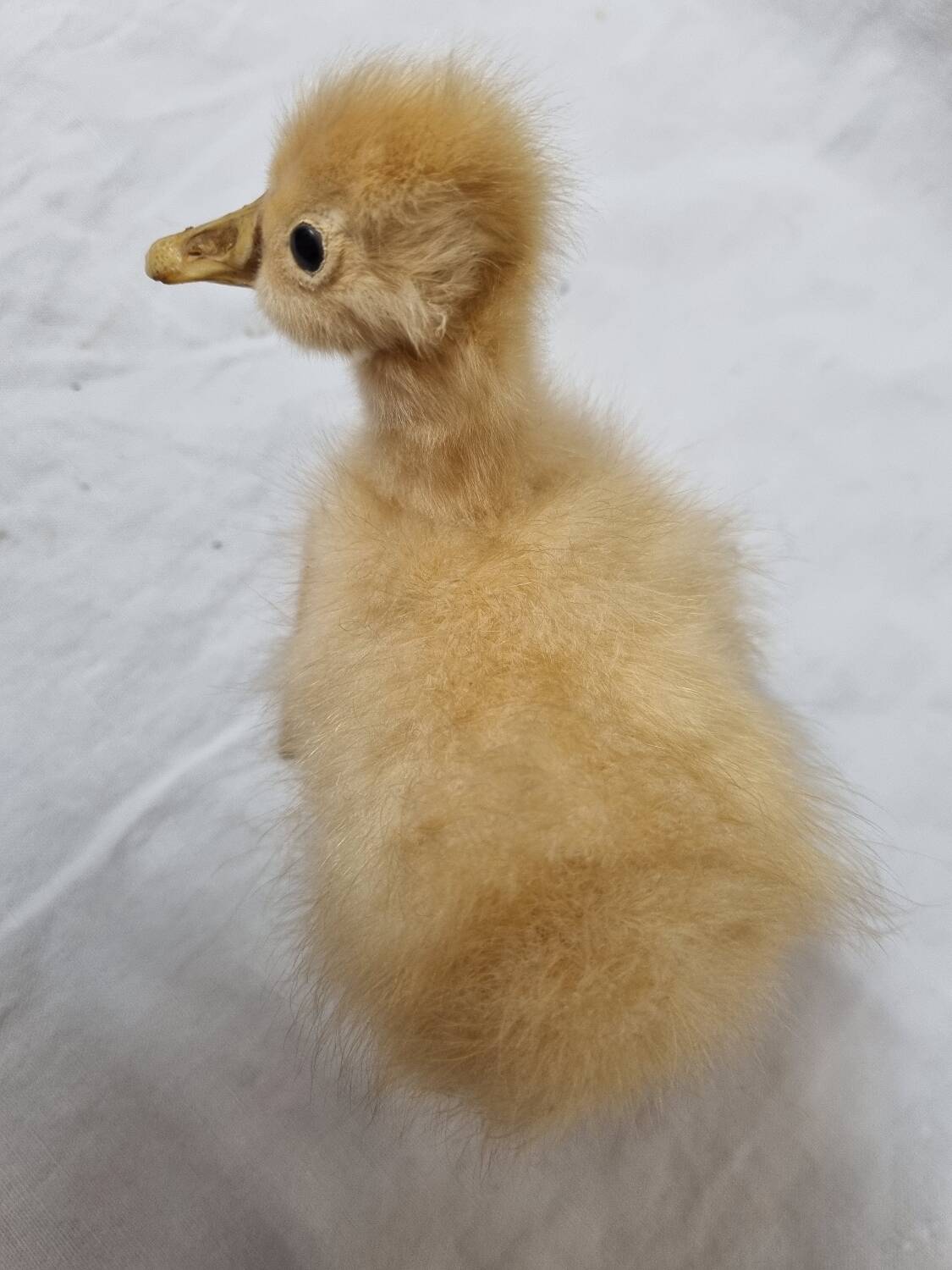 Duckling chick, taxidermy from 1980