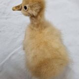 Duckling chick, taxidermy from 1980
