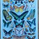 Plate entomology lithograph butterflies Larousse encyclopedia 20th century