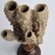 Antique naturalized tubular sponge on wooden base, 23 cm