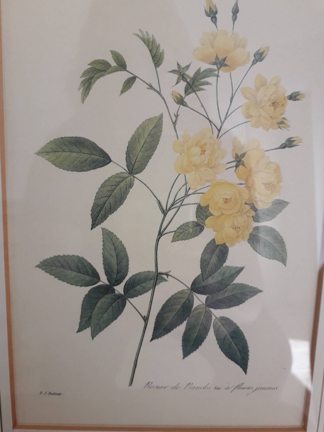 Yellow roses frame pierre jose redoute