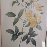 Yellow roses frame pierre jose redoute