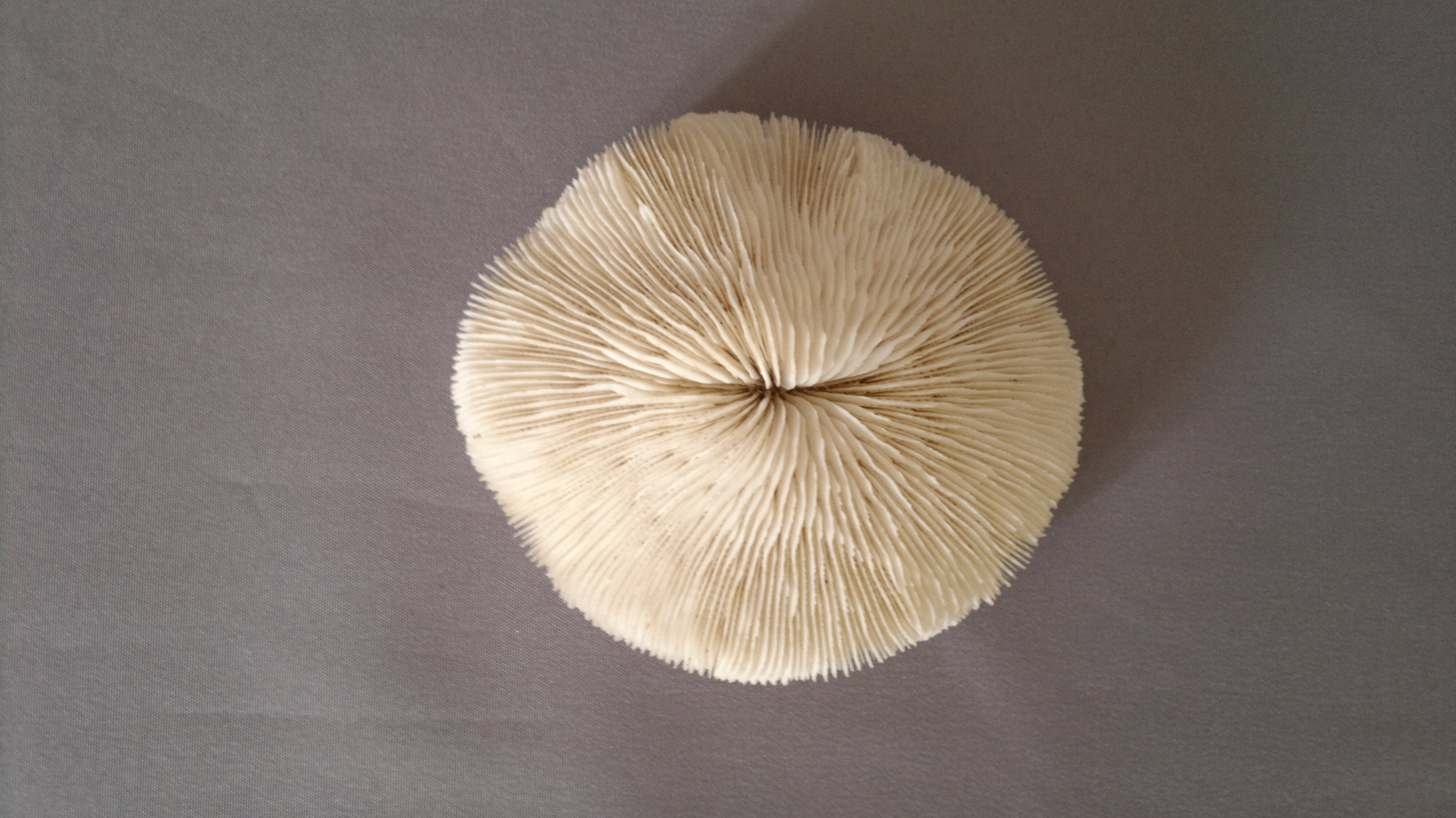 Coral Fungia Ocean Indian