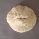 Coral Fungia Ocean Indian