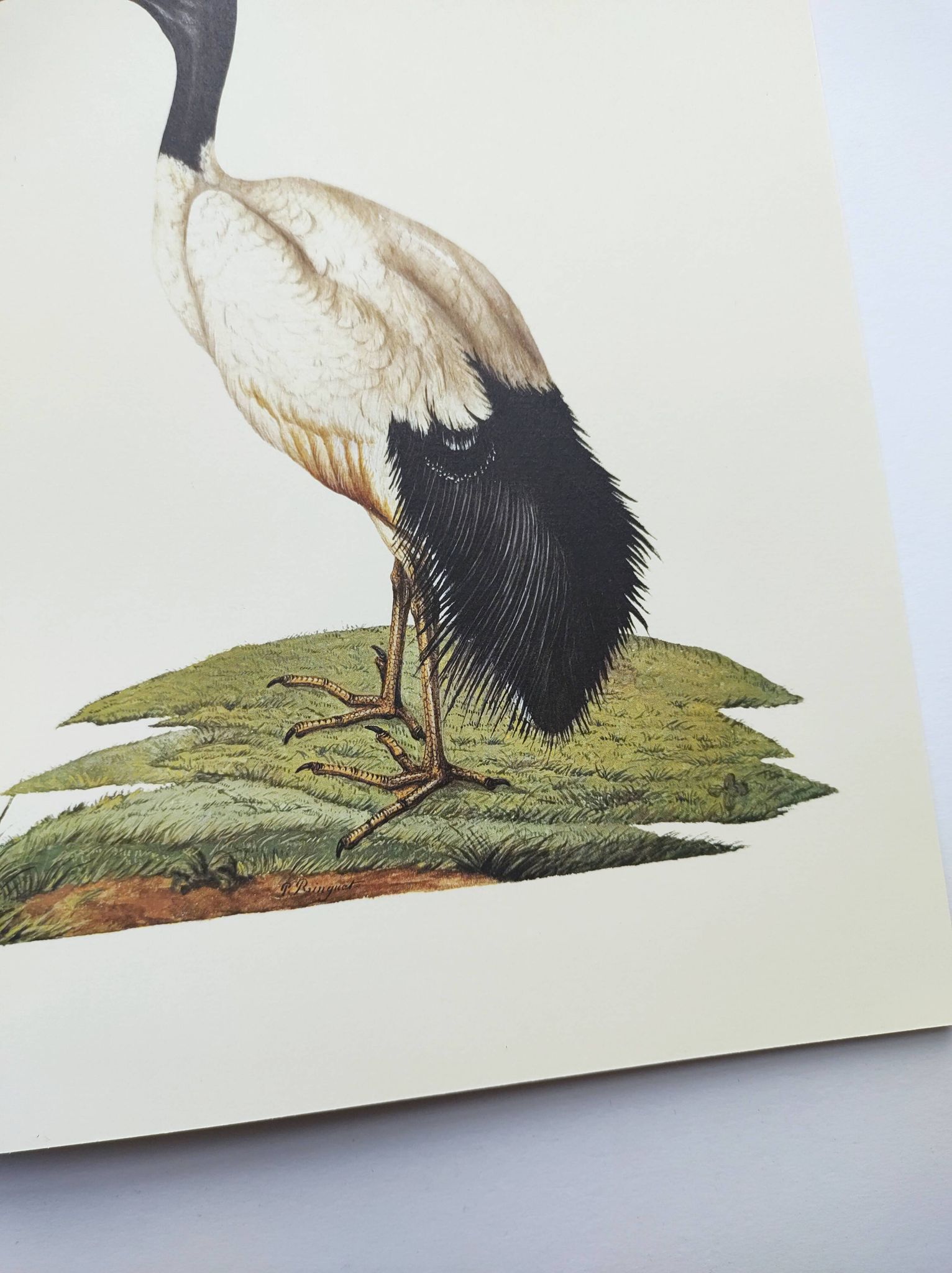 Board from the 70s - Sacred Ibis of Egypt - Vintage animal and bird illustration