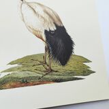 Board from the 70s - Sacred Ibis of Egypt - Vintage animal and bird illustration