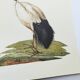 Planche années 70 -Ibis sacré d',Égypte- Illustration animaux et Oiseaux vintage