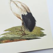 Board from the 70s - Sacred Ibis of Egypt - Vintage animal and bird illustration