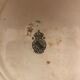 Luneville earthenware plate