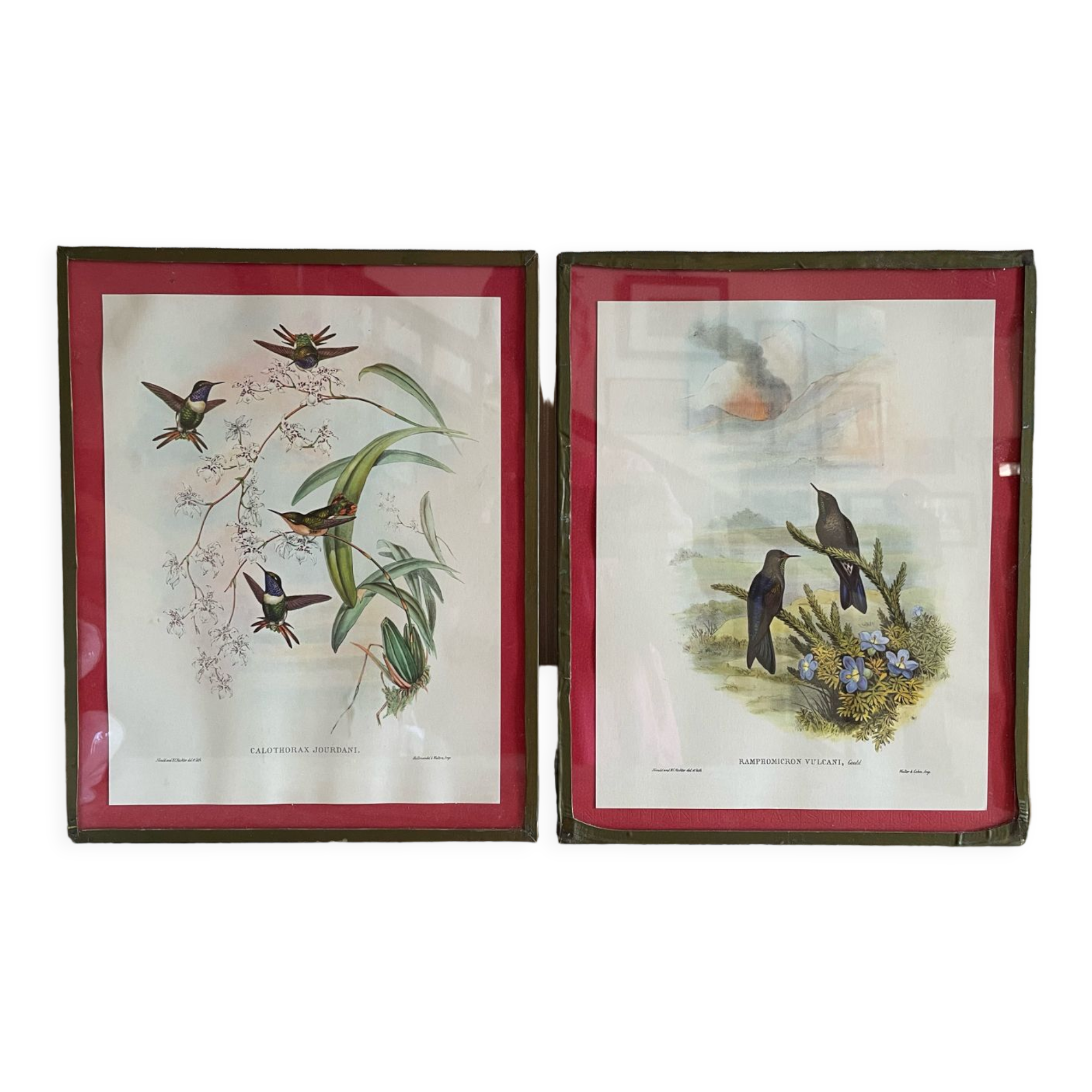 Old bird frames J. Gould and HC. Richter