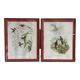 Old bird frames J. Gould and HC. Richter