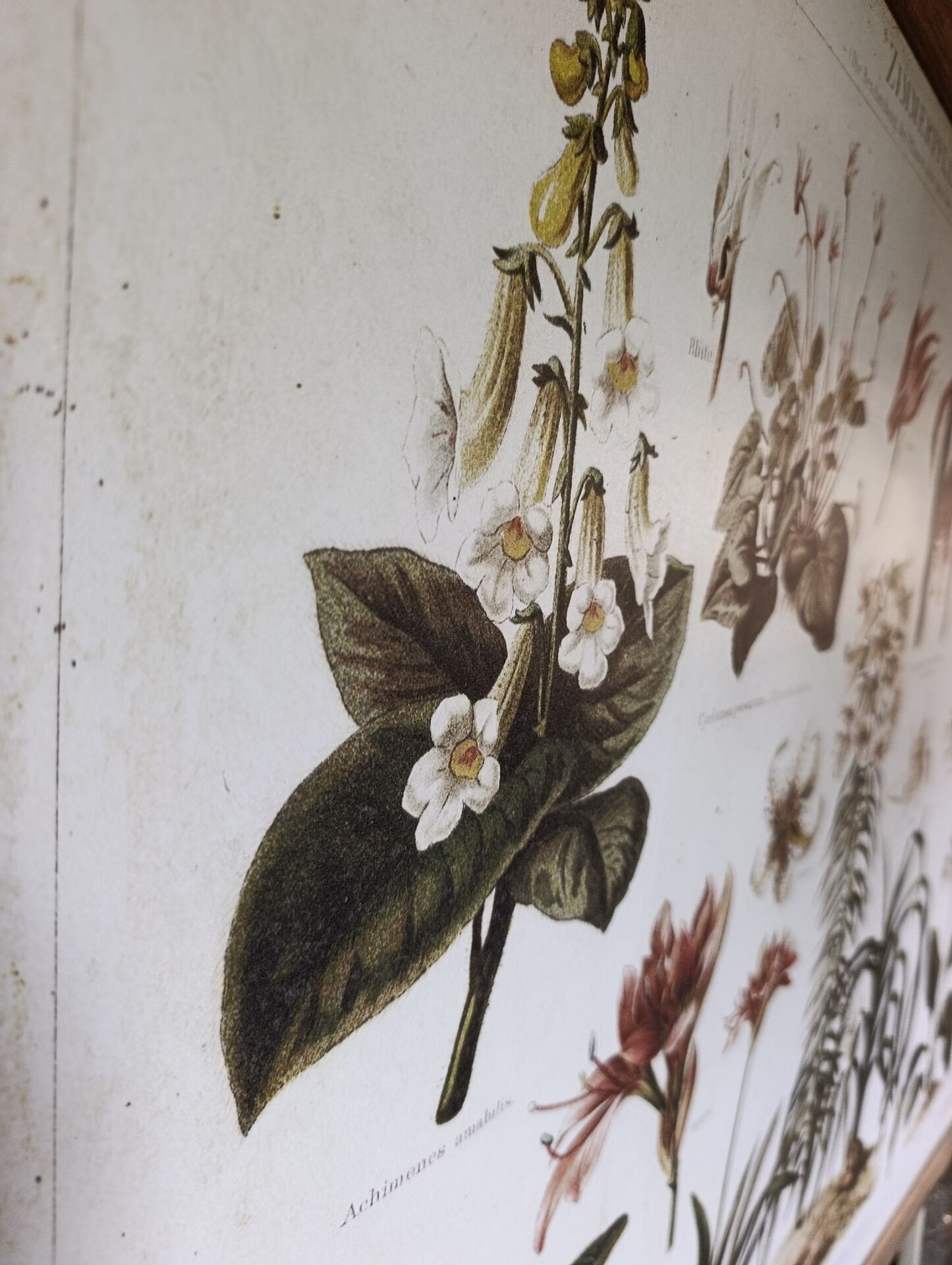 wall poster reproduction of an antique botanical plate
