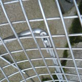 Diamond armchair by Harry Bertoia