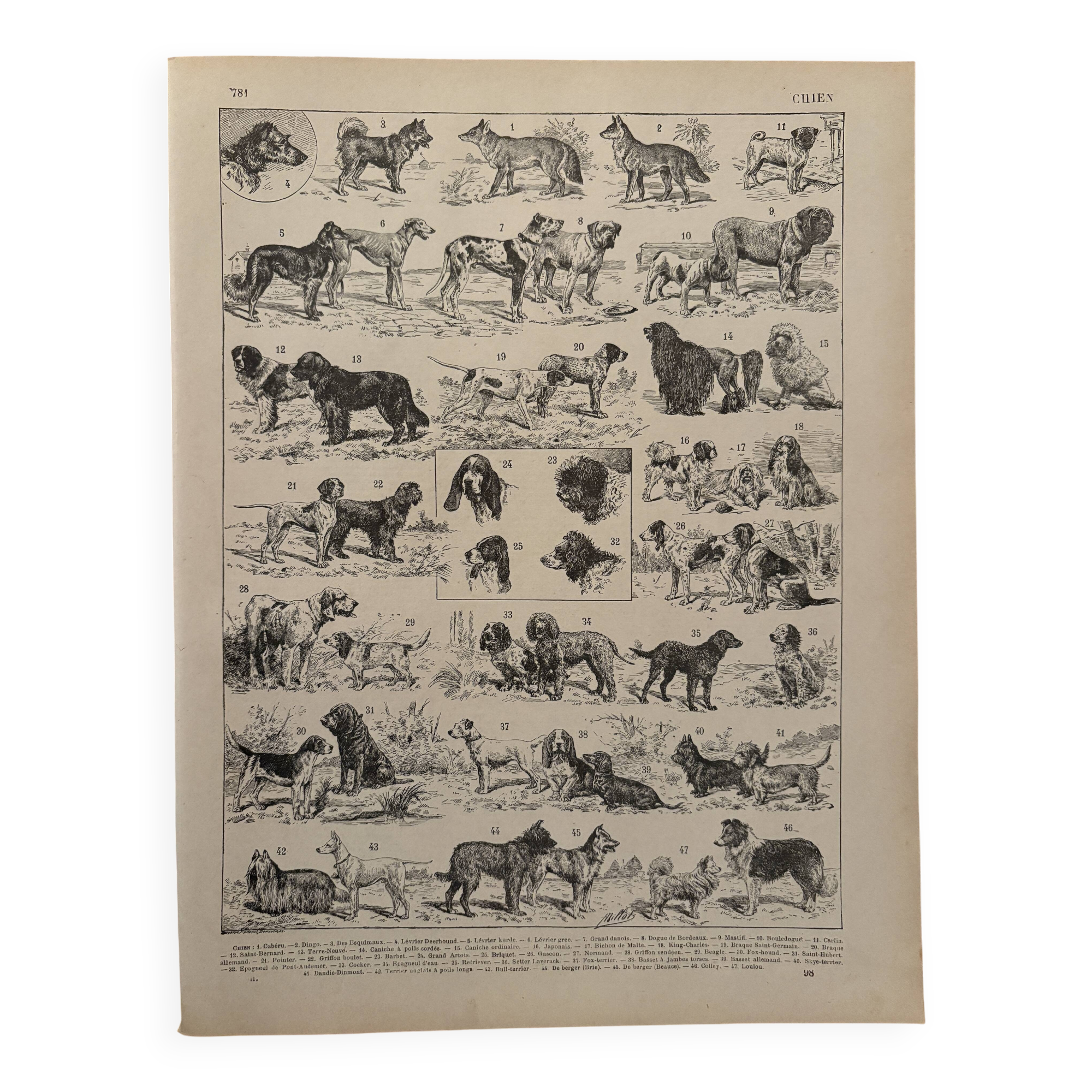 Vintage illustrated plate about dogs - 1900