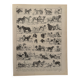 Vintage illustrated plate about dogs - 1900