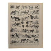 Vintage illustrated plate about dogs - 1900