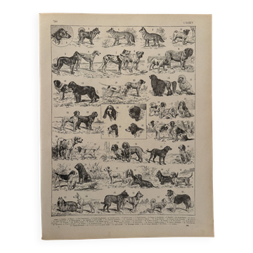 Vintage illustrated plate about dogs - 1900
