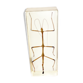 Insect under resin inclusion