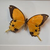 Naturalized butterfly from Africa 1997