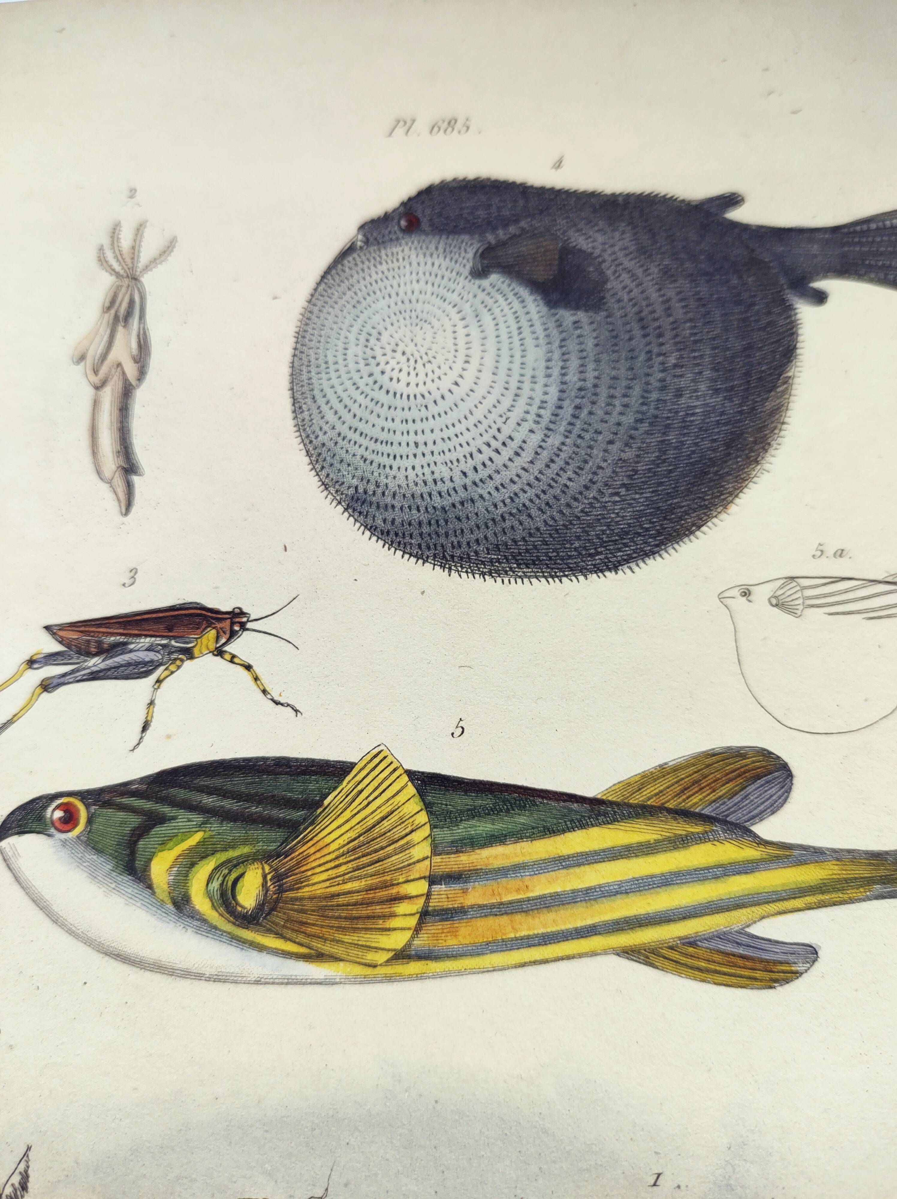 Gravure ancienne de 1838 -Tetras et poissons- Planche coloriée à la main zoologique. Original.