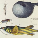 Gravure ancienne de 1838 -Tetras et poissons- Planche coloriée à la main zoologique. Original.