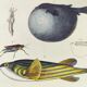 Gravure ancienne de 1838 -Tetras et poissons- Planche coloriée à la main zoologique. Original.