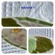 Set of 2 HB&Cie slip plates, diameter 21 cm, strawberry decoration