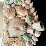 Miroir biseauté, recouvert d'une accumulation de coquillages de collection et de branches de corail