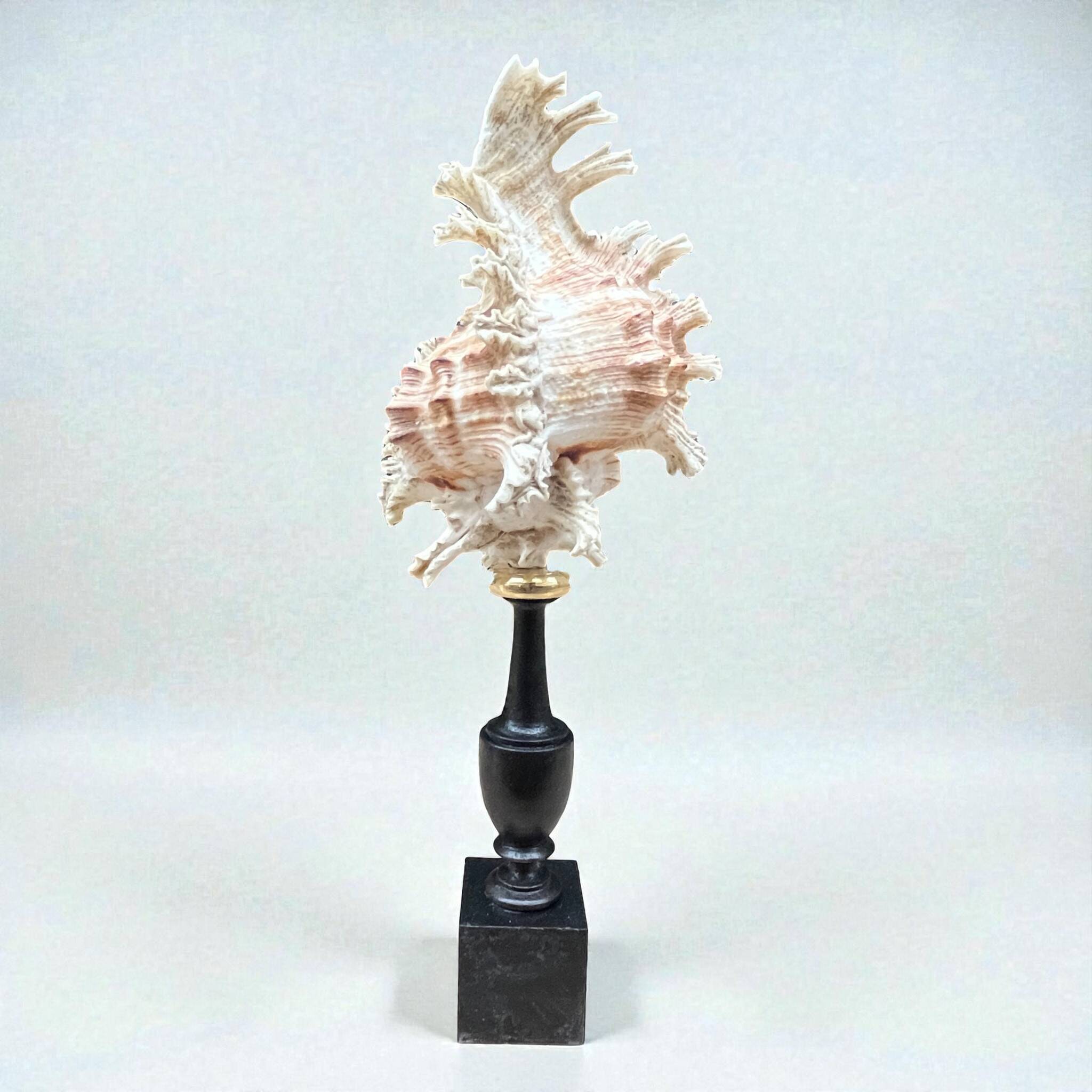 Murex shell on a turned blackened wooden base, 19th century.
