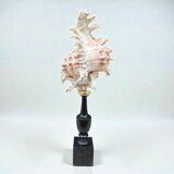 Murex shell on a turned blackened wooden base, 19th century.