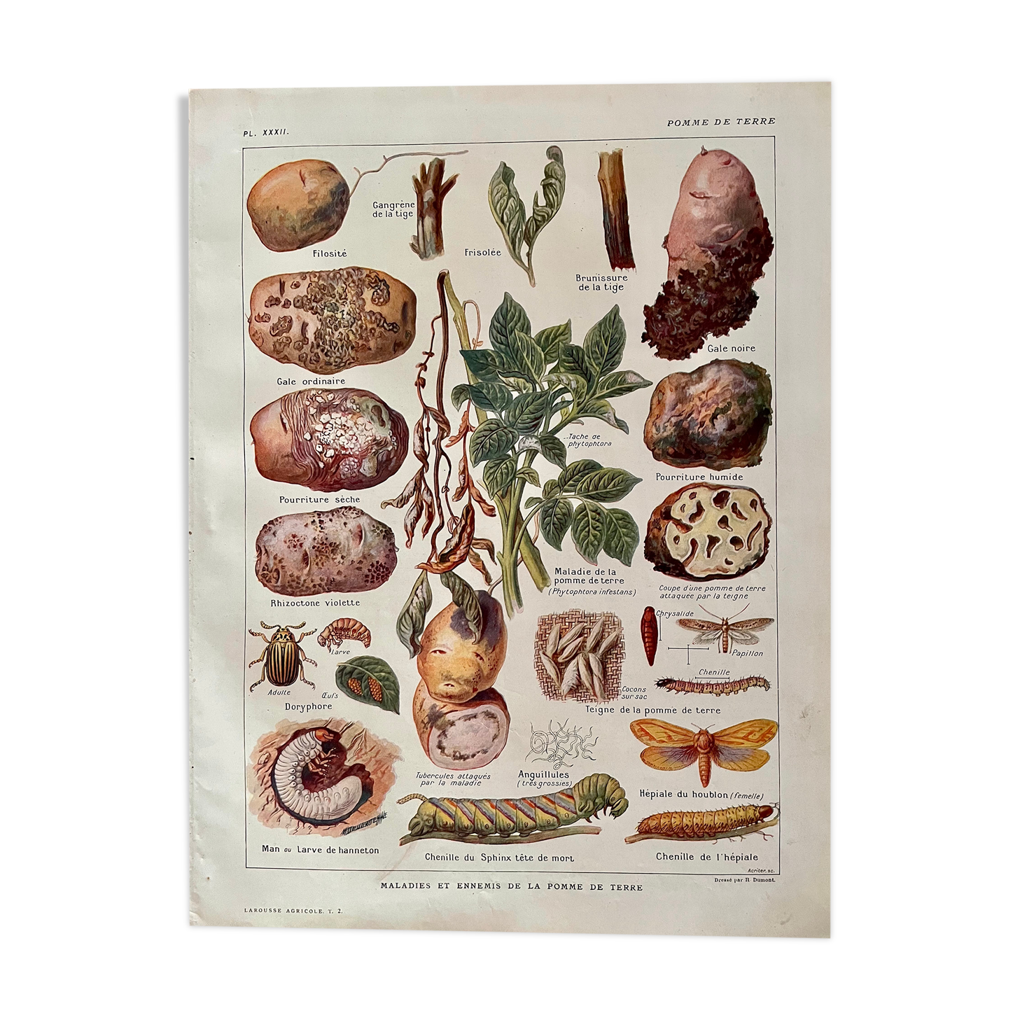 Lithographie sur les maladies et ennemis de la pomme de terre de 1921 XXXII