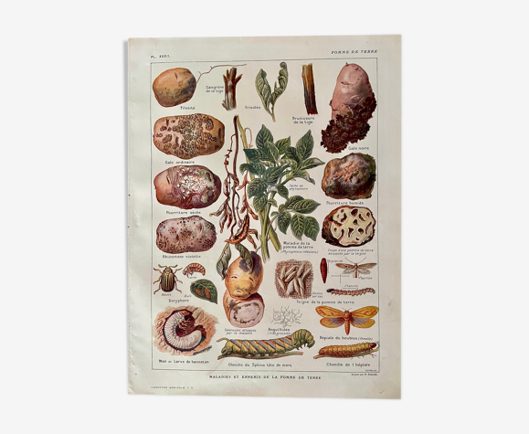 Lithographie sur les maladies et ennemis de la pomme de terre de 1921 XXXII